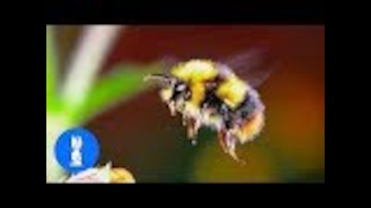 Giant Furry Bumblebees - CUTE Compilation