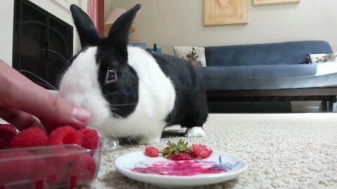 Rabbit Hates a New, Terrible Taste