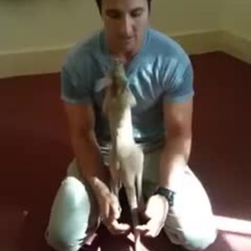 Western Australian Police reveal baby kangaroo's name