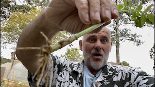 How to Propagate Elderberry With Updates