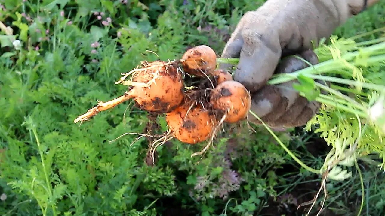 Harvesting Carrots from my Garden