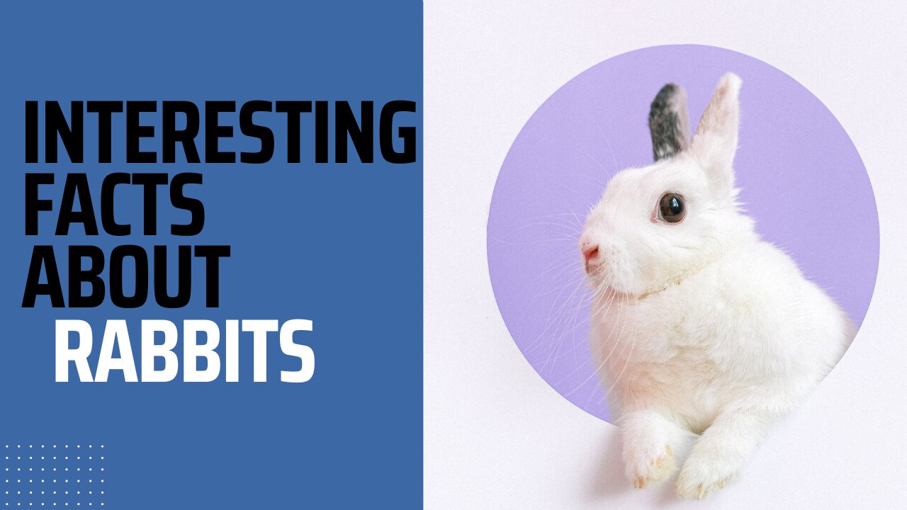 Hidden Facts About Rabbits