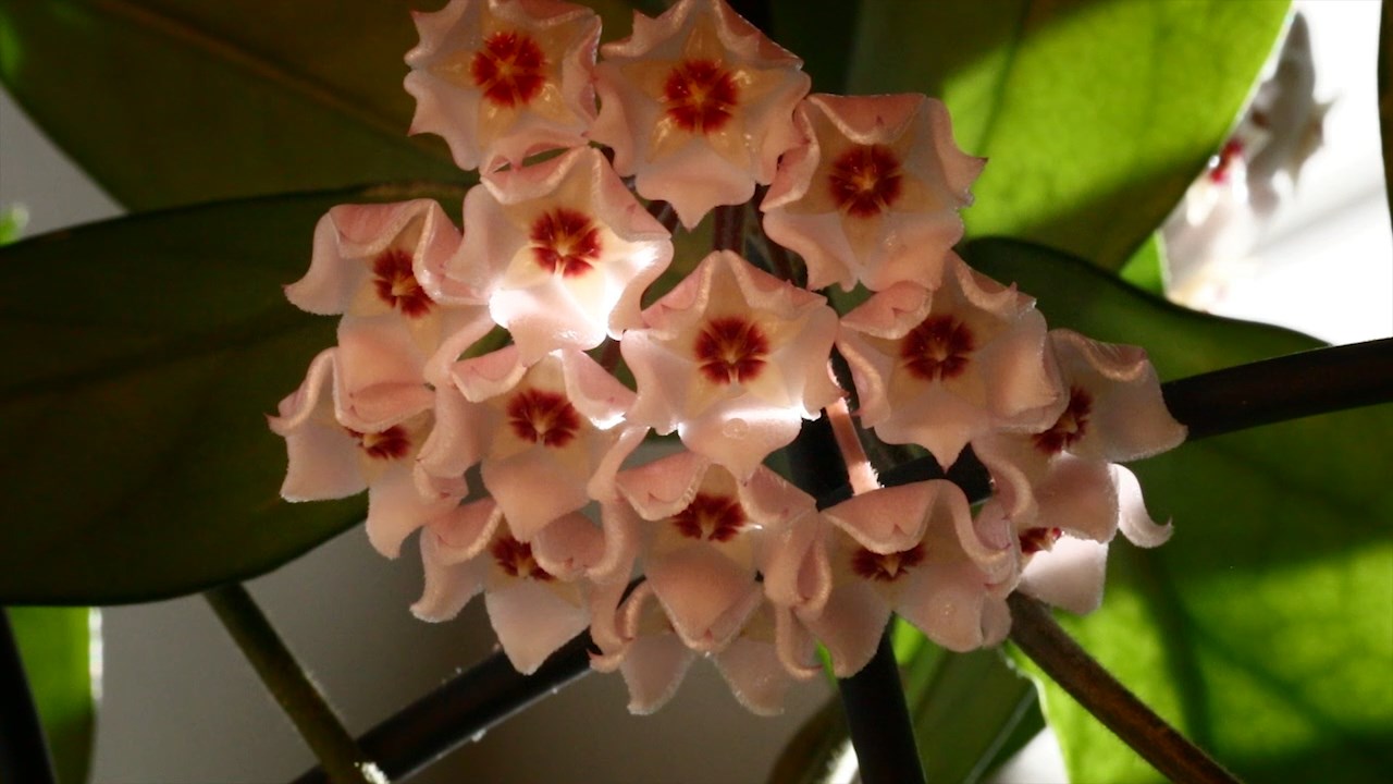 Hoya carnosa - Time Lapse Blooming Wax Plant