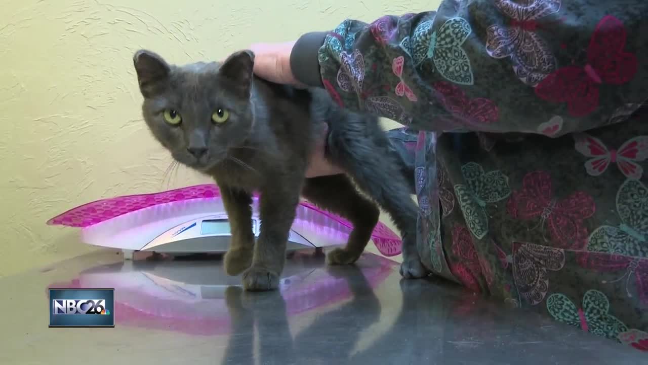 Possible cat abuse under investigation