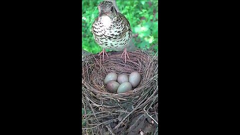 Bird feeding its chicks