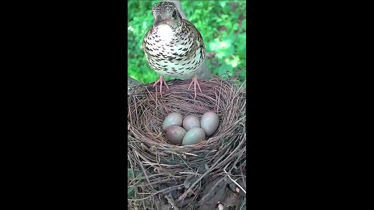 Bird feeding its chicks