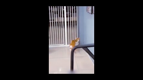 Funny Cute animal kitten 😻💕 #2 #cat #cute #kitten #pets #meow #videos #shorts