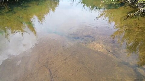 Small fish swimming in river, soothing to watch