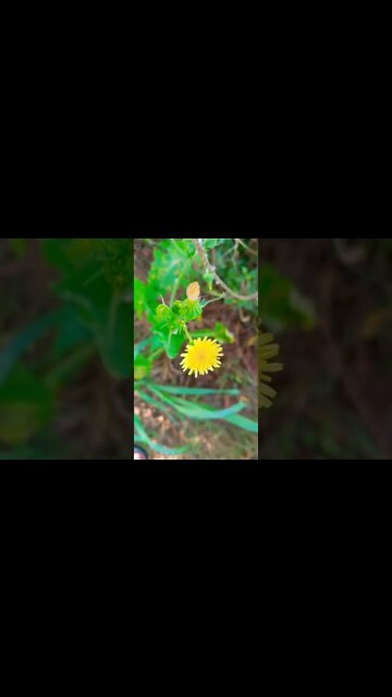 lal law 😀shorts,#shorts,joke fun shorts,minecraft shorts,short,joke fun shorts youts #shorts