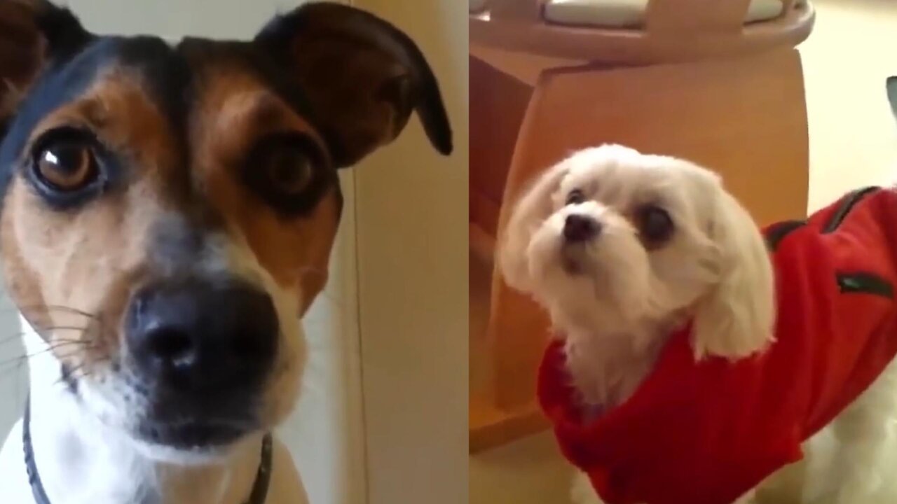 Watch These Lovely Dogs Barking Out Loud — REALLY CUTE & FUNNY!