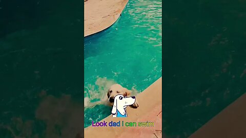 My Dog Rents a Pool #goldenretriever #ytshorts #shorts