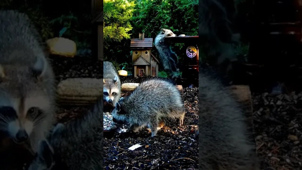 Baby Raccoon Chin Ups #shorts #animals #funnyanimals