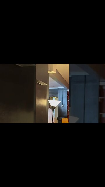 Denver Cat Company pt3 #catcafe