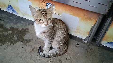 #best beautiful cute cat animals #best and boys stylish half hand stylish for your #youtube wale bh
