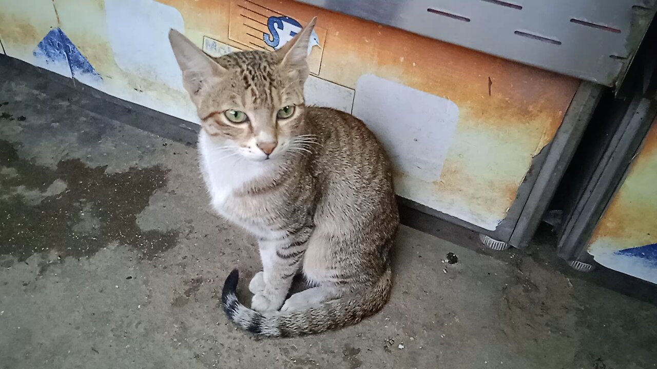 #best beautiful cute cat animals #best and boys stylish half hand stylish for your #youtube wale bh