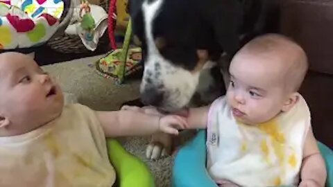ADORABLE BABIES PLAYING WITH DOG