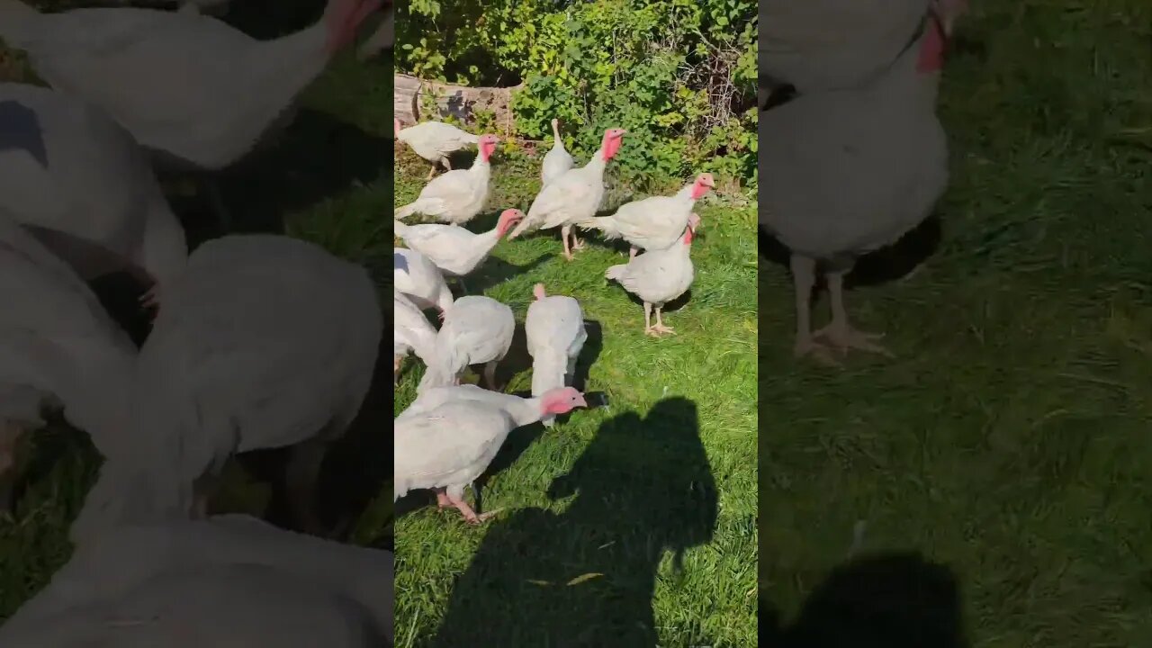 #homesteading #homesteadinglife #homestead #farmlife #turkeys