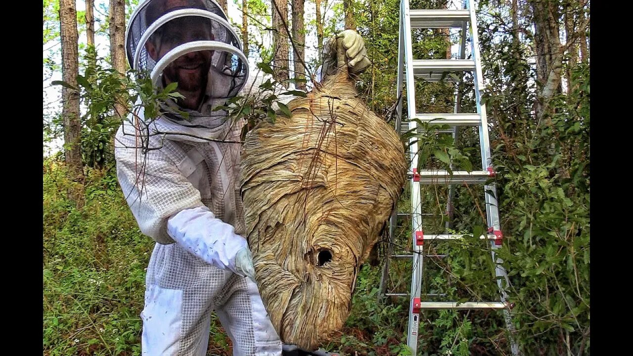 Massive Bald-Faced Hornets Nest Removal