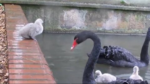 Swan Cygnets jump into the lake So Sweet