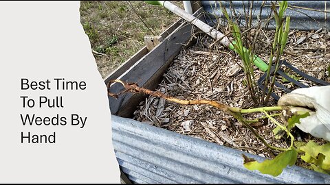 Best Time To Pull Weeds By Hand