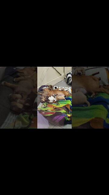 Pups a sleepin #puppy #rescue #metaldetecting #civilwar #shorts #trending