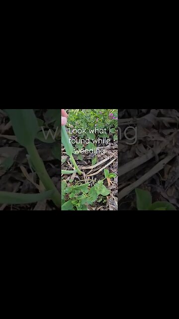look what I found in garden while weeding #shortsvideo #organic #socialmedia #tips @TalkwithSally