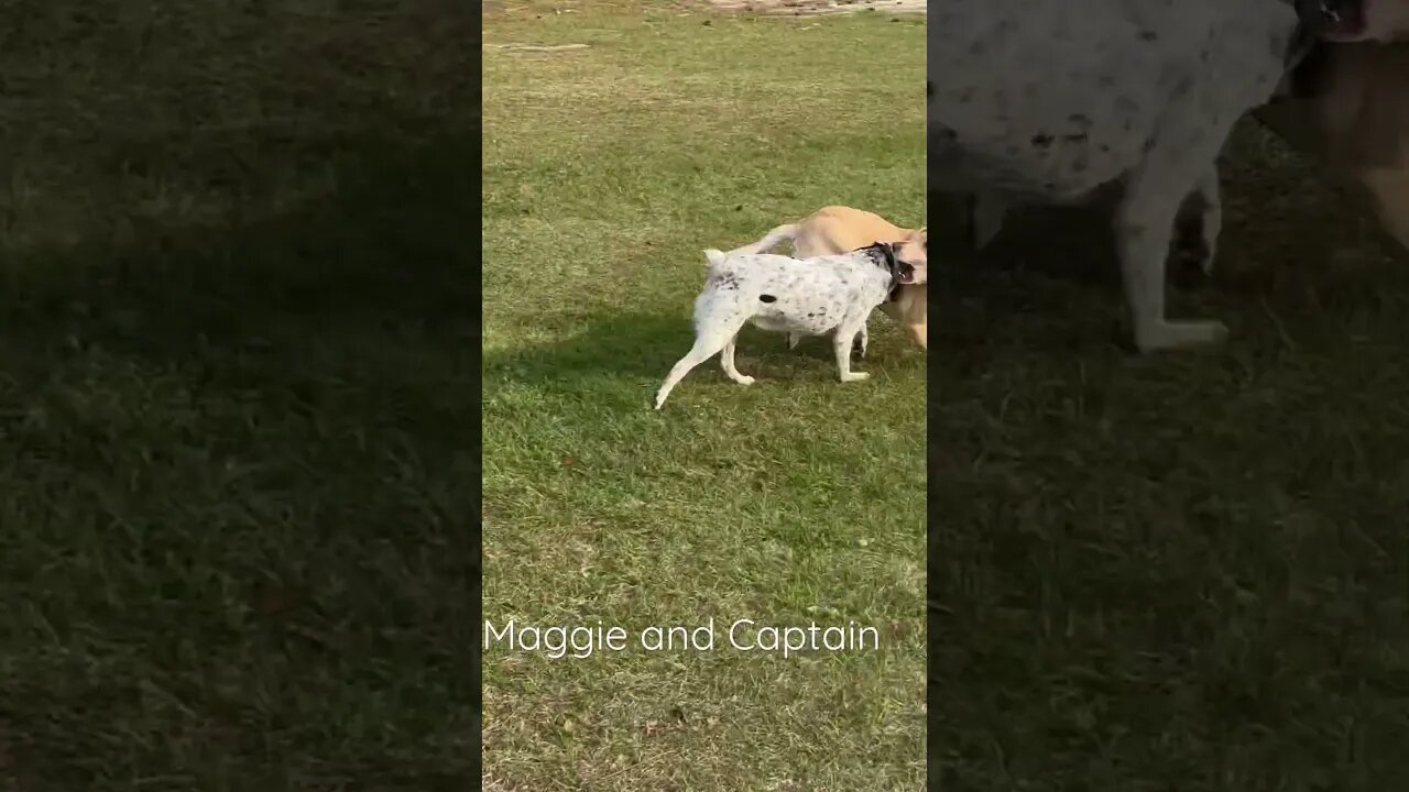 Maggie and her Boyfriend #shorts #short. #dogs #dogslife