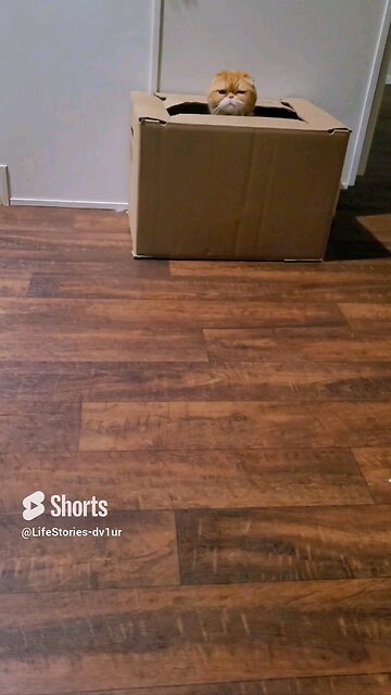 Minnie playing peek a boo #scottishfold #cat #shorts #exoticcats #short #viral