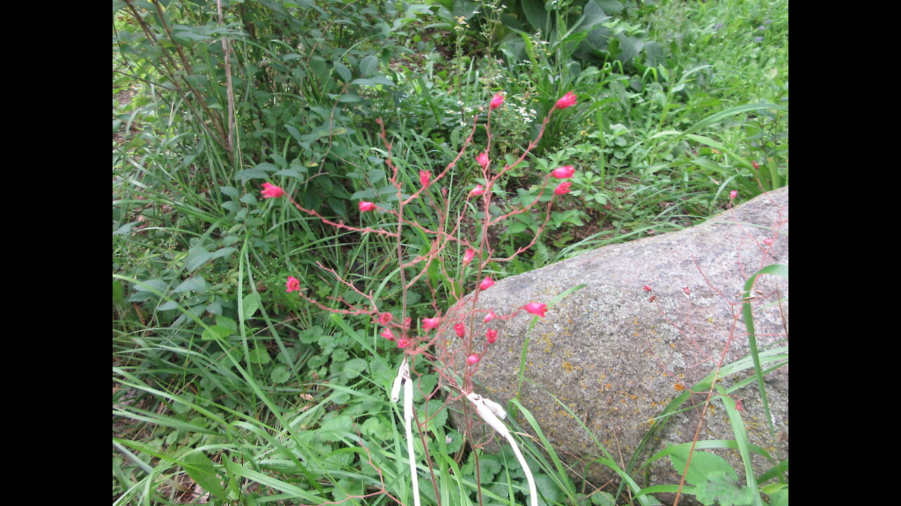 Living to Pollinate Coral Bells August 2021