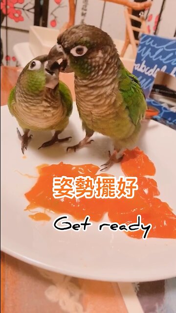 Conures eating persimmons on