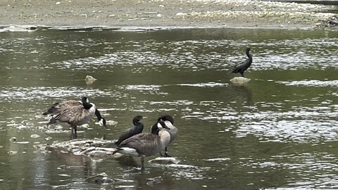 Sneaky cormorant trying to blend in 😂