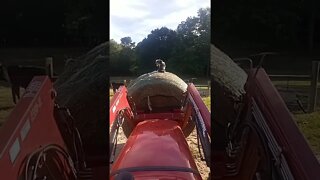 Cow dog riding on hay bale