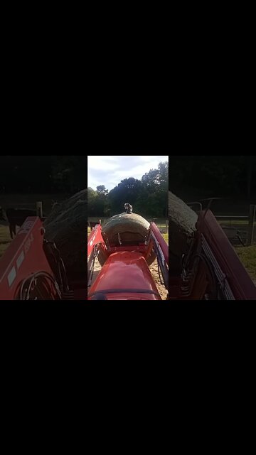 Cow dog riding on hay bale