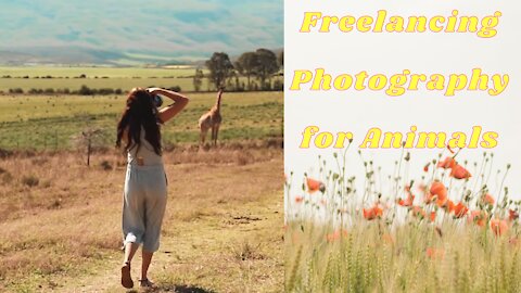 Freelancing Photography for Animals video #41