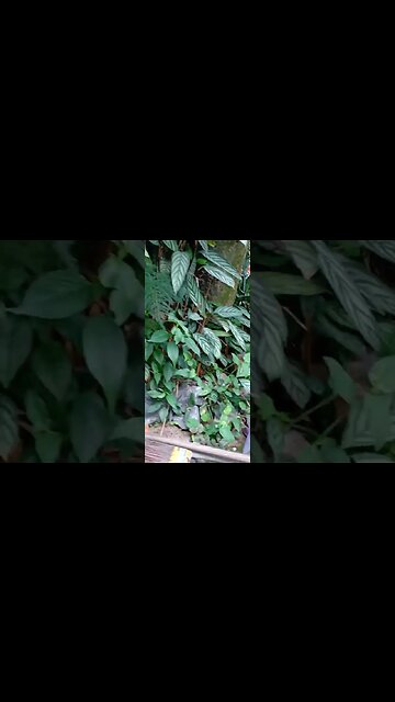 #dogshow , #animals , #dogs , #shorts