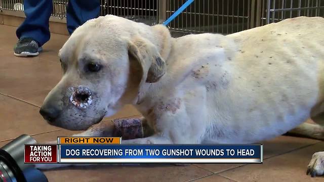 Dog recovering from two gunshot wounds to head