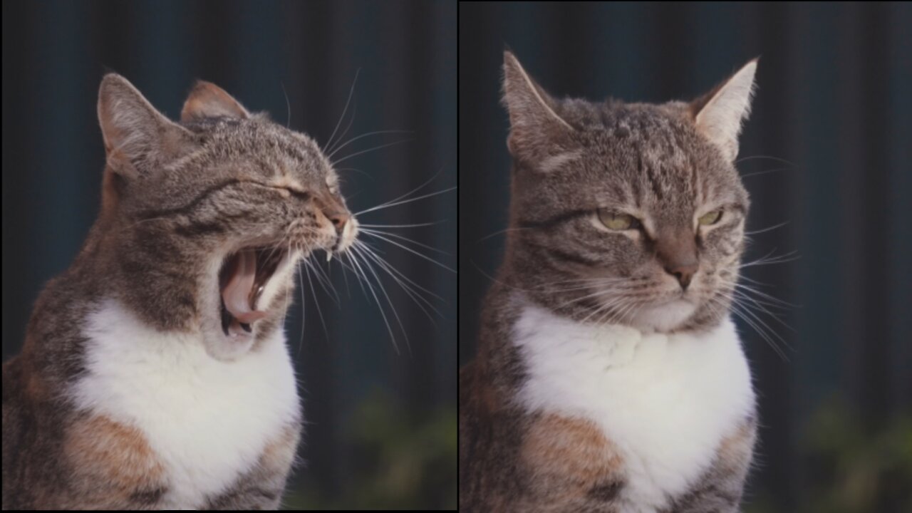 dashing cat close up