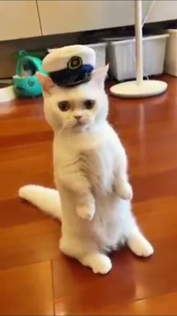 Adorable cat making salute! Wow amazing