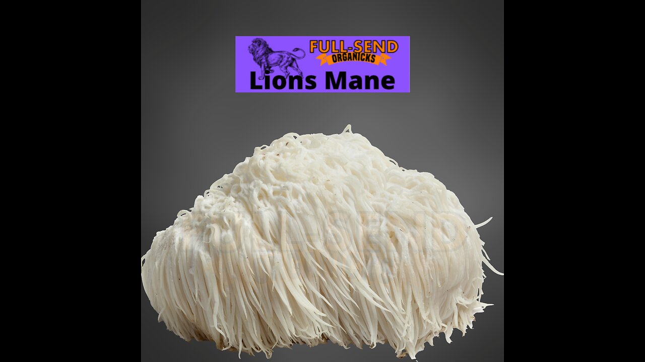 Keep your lions mane mushrooms fresh!! Mushroom recipes for the avid enthusiast!!