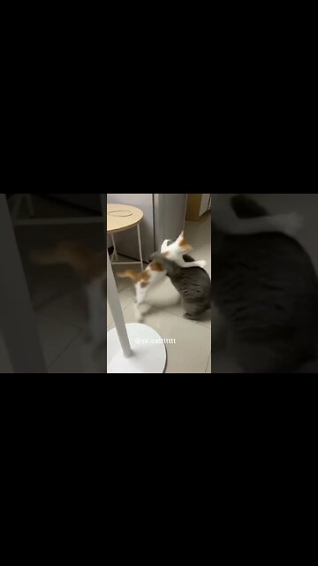 The way the cat charged up and still lost!! #cat