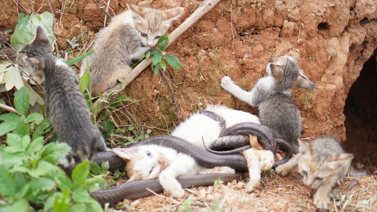 Rescue the Kittens while the mother cat is trapped by the snake