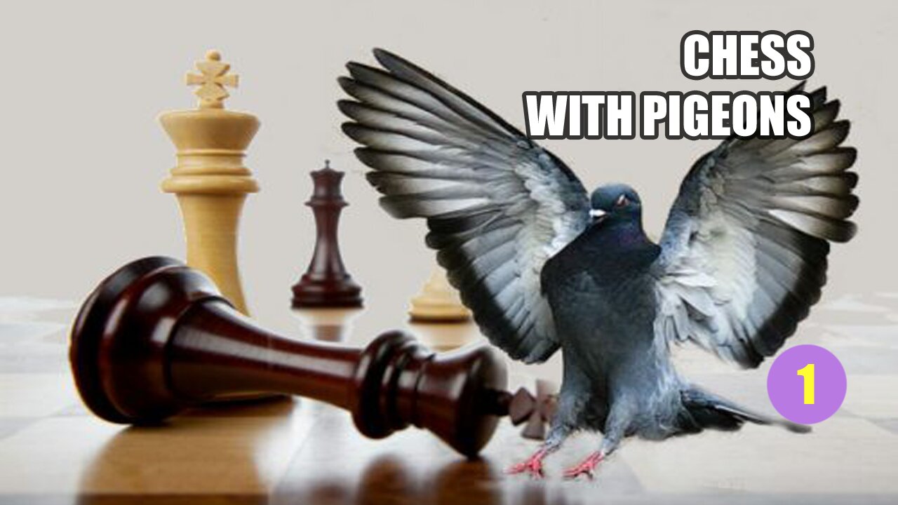 Chess With Pigeons pt 1