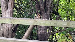 Red-Tailed Squirrel