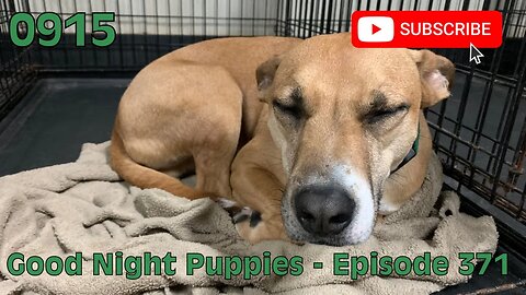 [0915] GOOD NIGHT PUPPIES - EPISODE 371 [#dogs #doggos #doggos #puppies #dogdaycare]