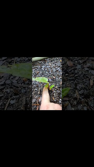 Grow rhubarb plant! #garden #gardenbeds