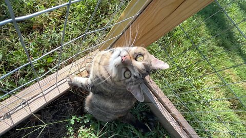 Milo enjoying outside.