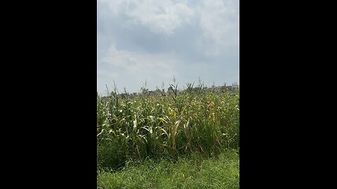 Maize cutting