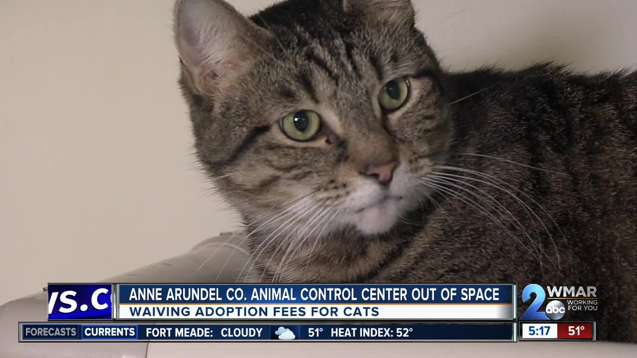 Anne Arundel County Animal Control boats free cats in hopes to empty cages