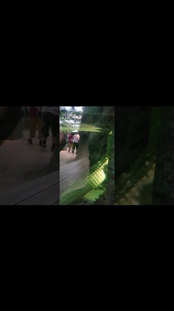 Blue #Catfish and Hiding #Albino #Alligator at the #NewOrleans #Aquarium