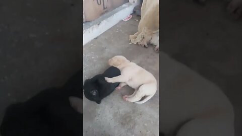 Sleep time of Puppies #youtubeshorts #shorts #trendingshorts #viral #shortsfeed #viralshort